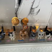 I Romei 😻 at Romeow Cat Bistrot in Rome