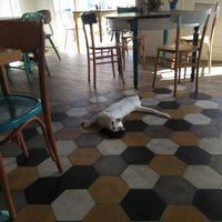 So adorable at Romeow Cat Bistrot in Rome