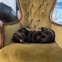 Cat at Romeow Cat Bistrot in Rome