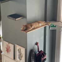 Sleepy cat at Romeow Cat Bistrot in Rome