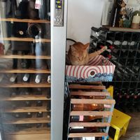  at Romeow Cat Bistrot in Rome