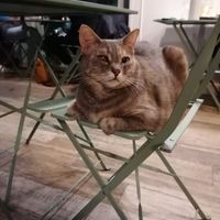  at Romeow Cat Bistrot in Rome