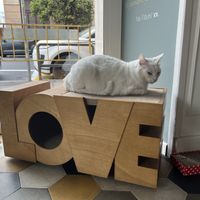   at Romeow Cat Bistrot in Rome