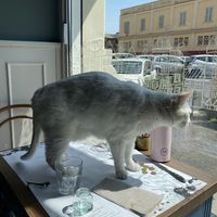   at Romeow Cat Bistrot in Rome