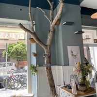 Chocolate Hazel  at Romeow Cat Bistrot in Rome