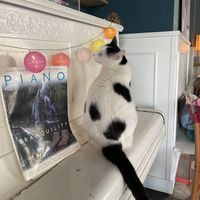   at Romeow Cat Bistrot in Rome