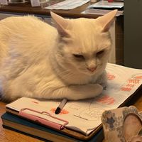  at Romeow Cat Bistrot in Rome