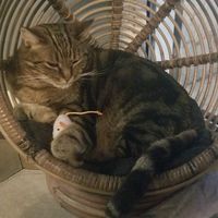  at Romeow Cat Bistrot in Rome