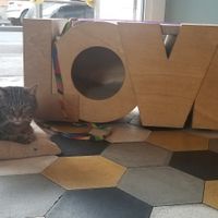  at Romeow Cat Bistrot in Rome