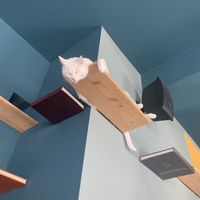   at Romeow Cat Bistrot in Rome