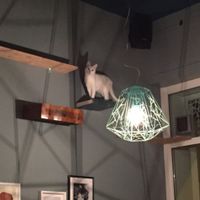 Romeow is fun for the cats and for the people watching them   at Romeow Cat Bistrot in Rome