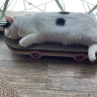   at Romeow Cat Bistrot in Rome