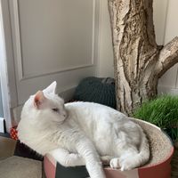   at Romeow Cat Bistrot in Rome