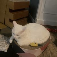 Sweet baby angel   at Romeow Cat Bistrot in Rome