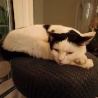  at Romeow Cat Bistrot in Rome