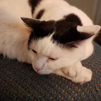  at Romeow Cat Bistrot in Rome