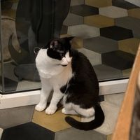   at Romeow Cat Bistrot in Rome