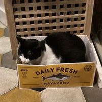   at Romeow Cat Bistrot in Rome