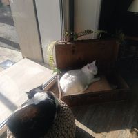 Cats ❤️ at Romeow Cat Bistrot in Rome