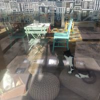 Locations at Romeow Cat Bistrot in Rome