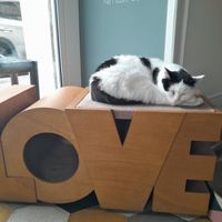  at Romeow Cat Bistrot in Rome