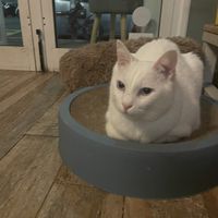   at Romeow Cat Bistrot in Rome