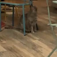   at Romeow Cat Bistrot in Rome