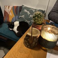   at Romeow Cat Bistrot in Rome