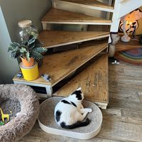   at Romeow Cat Bistrot in Rome