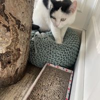   at Romeow Cat Bistrot in Rome