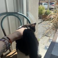   at Romeow Cat Bistrot in Rome