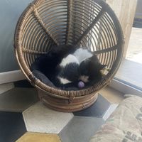   at Romeow Cat Bistrot in Rome