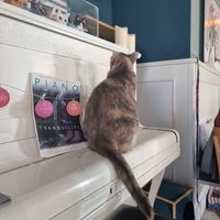  at Romeow Cat Bistrot in Rome