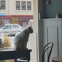  at Romeow Cat Bistrot in Rome