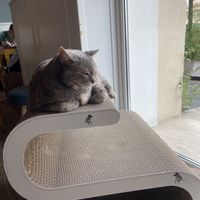 Cozy cat   at Romeow Cat Bistrot in Rome