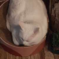 Altro gatto at Romeow Cat Bistrot in Rome