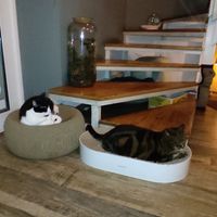 Gatti at Romeow Cat Bistrot in Rome