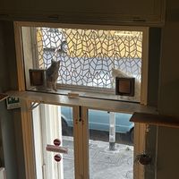 Cool spot for the kitties   at Romeow Cat Bistrot in Rome