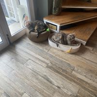 Cats  at Romeow Cat Bistrot in Rome