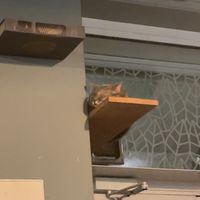   at Romeow Cat Bistrot in Rome