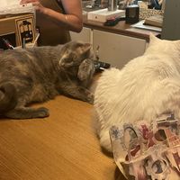   at Romeow Cat Bistrot in Rome