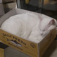 Cute kitty  at Romeow Cat Bistrot in Rome