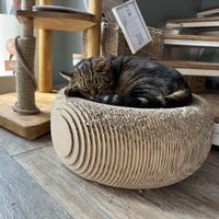   at Romeow Cat Bistrot in Rome