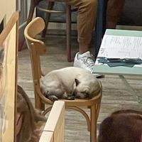   at Romeow Cat Bistrot in Rome