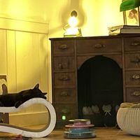   at Romeow Cat Bistrot in Rome