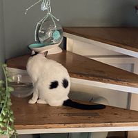   at Romeow Cat Bistrot in Rome