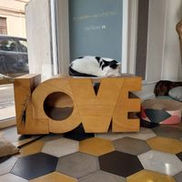  at Romeow Cat Bistrot in Rome