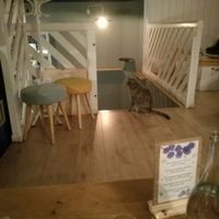 lamú at Romeow Cat Bistrot in Rome