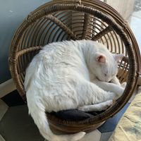   at Romeow Cat Bistrot in Rome