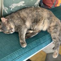   at Romeow Cat Bistrot in Rome